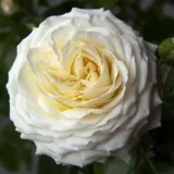 Fehér - virágágyi floribunda rózsa - nem illatos rózsa - Rosa Ledreborg - Online rózsa rendelés