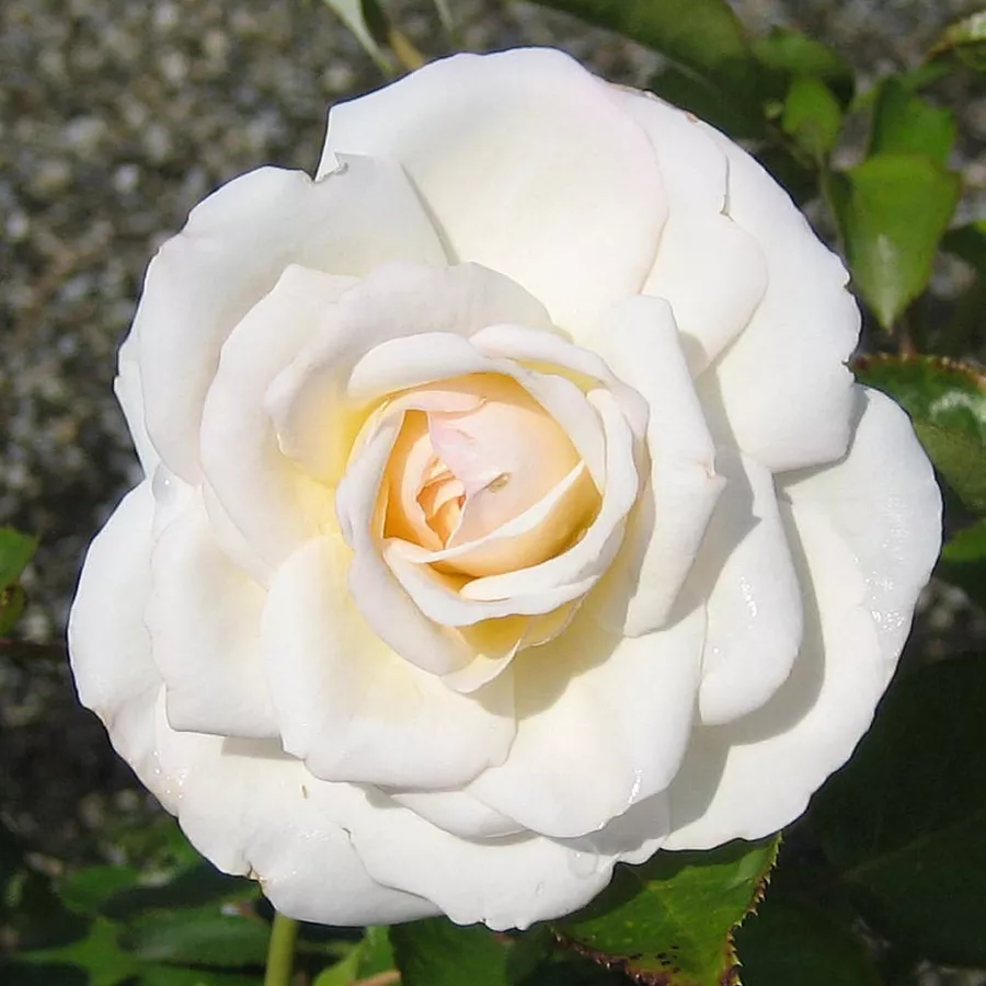 Ruža floribunda za gredice - Ruža - Ledreborg - naručivanje i isporuka ruža