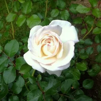 Rosa Ledreborg - bela - vrtnica floribunda za cvetlično gredo