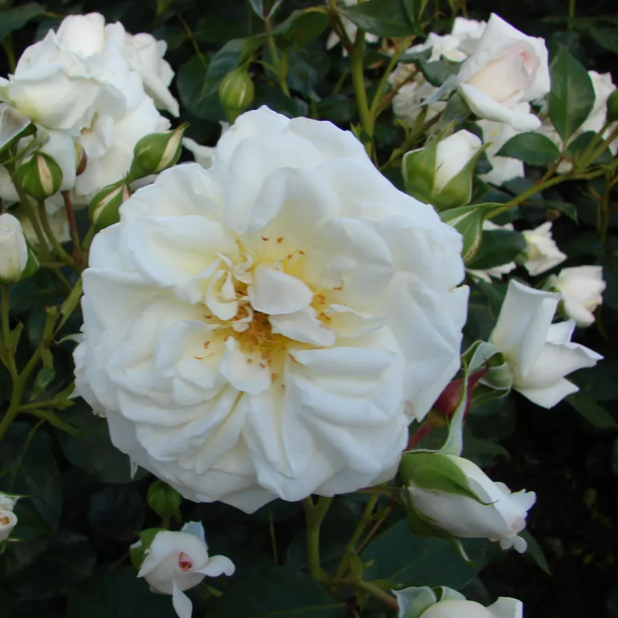 Castle® - Roza - Ledreborg - vrtnice - proizvodnja in spletna prodaja sadik