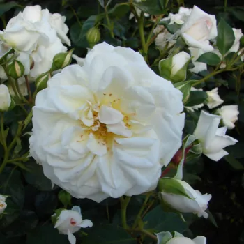 Biały - róża rabatowa floribunda   (60-90 cm)
