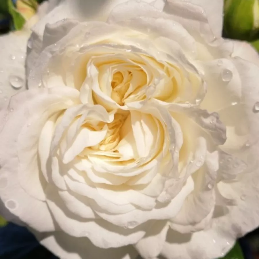 Csésze - Rózsa - Ledreborg - online rózsa vásárlás