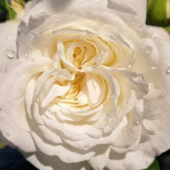 Rózsa kertészet - fehér - virágágyi floribunda rózsa - nem illatos rózsa - Ledreborg - (60-90 cm)