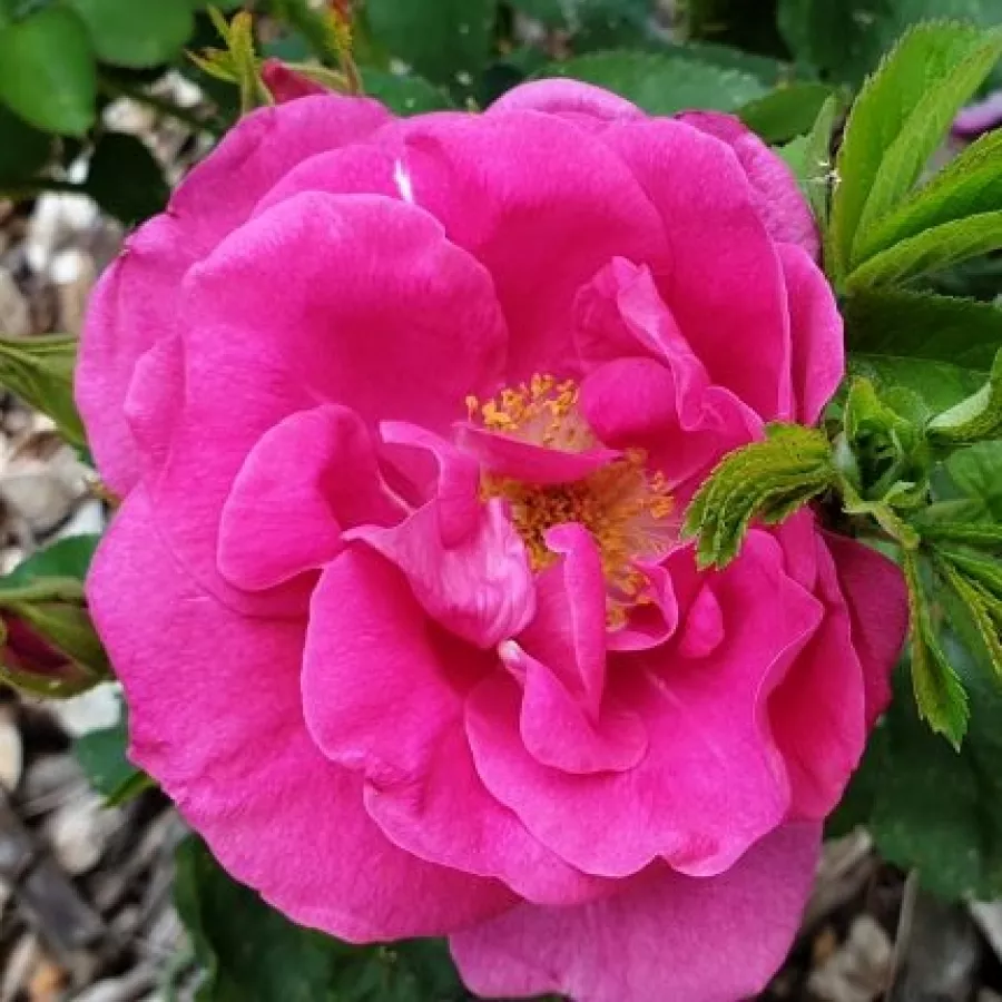Intenziven vonj vrtnice - Roza - Lidija Freimane - vrtnice online