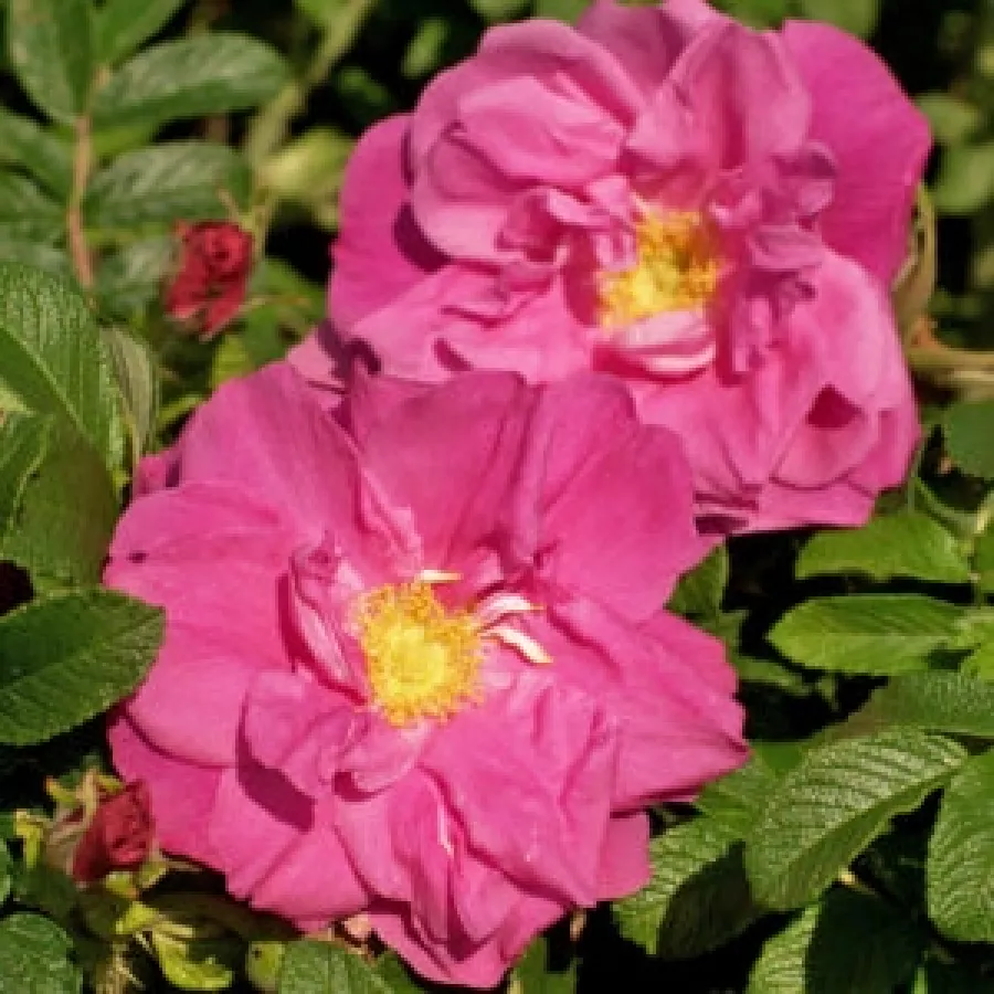 Róża parkowa - Róża - Lidija Freimane - róże sklep internetowy