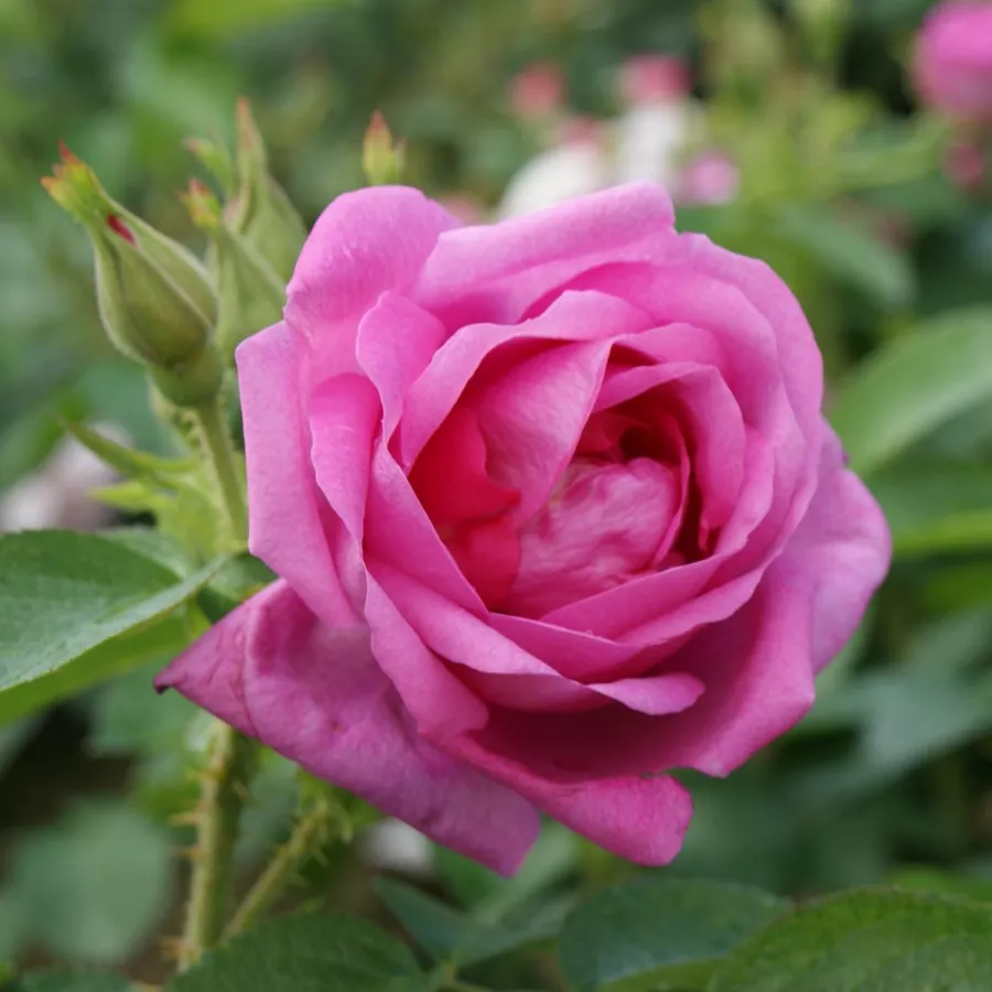 Schalenförmig - Rosen - Lidija Freimane - rosen onlineversand