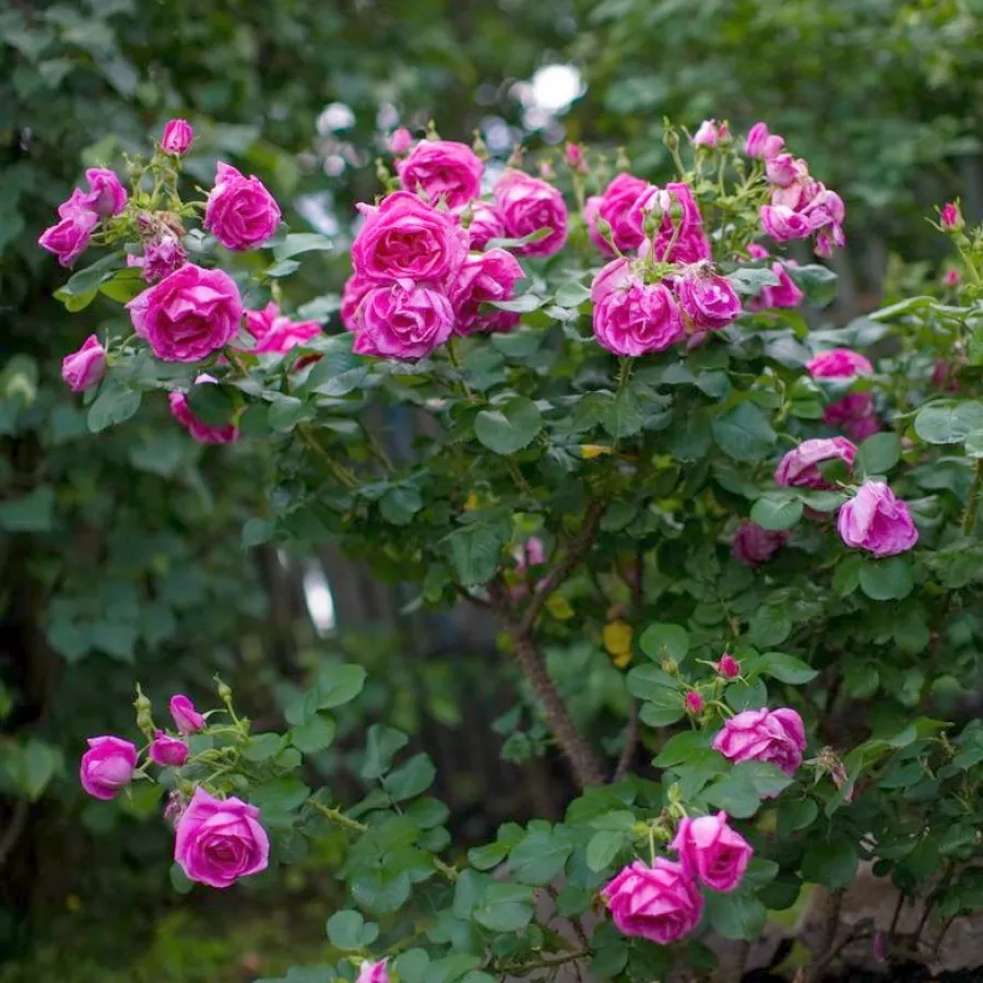 Telt virágú - Rózsa - Lidija Freimane - online rózsa vásárlás