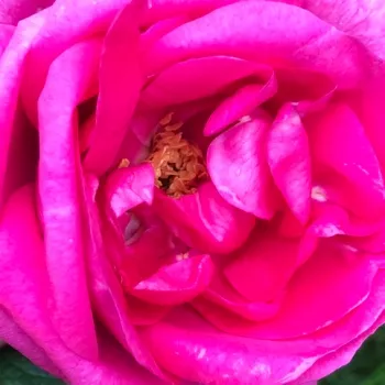 Rózsa rendelés online - rózsaszín - parkrózsa - intenzív illatú rózsa - Lidija Freimane - (150-200 cm)