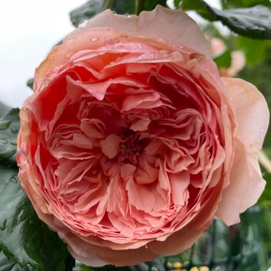 Naranja - Rosa - Masora - comprar rosales online