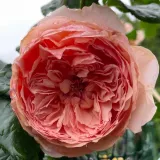 Oranžna - nostalgična vrtnica - intenziven vonj vrtnice - aroma sadja - Rosa Masora - vrtnice - proizvodnja in spletna prodaja sadik