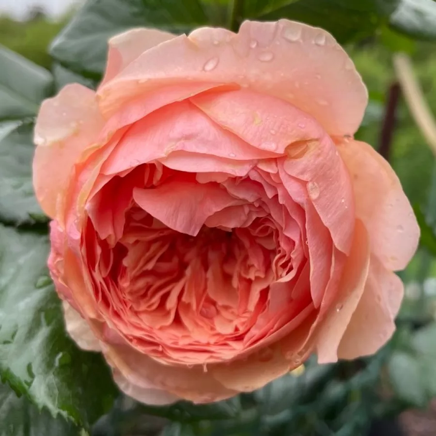 Nostalgische rose - Rosen - Masora - rosen online kaufen