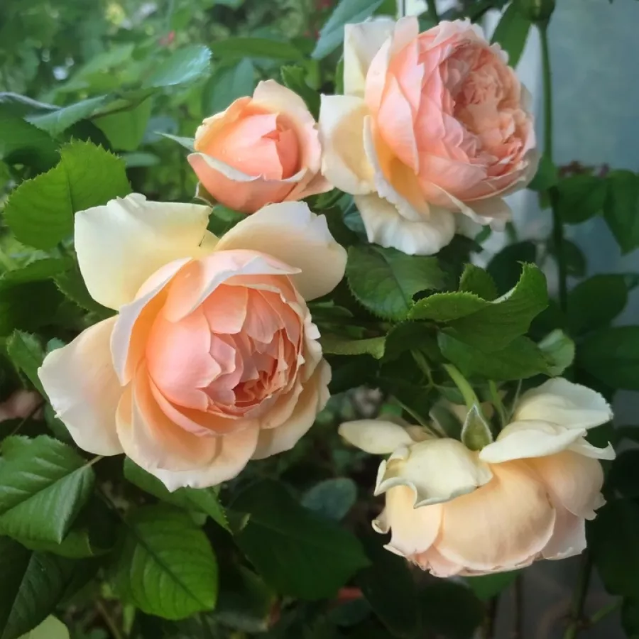 Rosa de fragancia intensa - Rosa - Masora - comprar rosales online