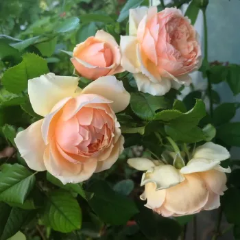 Rosa Masora - naranja - rosales nostalgicos