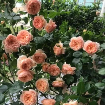 Rosa melocotón con tonos amarillos - rosales nostalgicos - rosa de fragancia intensa - frutal