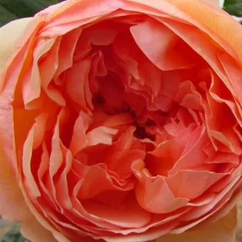 Rosen Online Gärtnerei - narancssárga - nosztalgia rózsa - intenzív illatú rózsa - Masora - (120-150 cm)