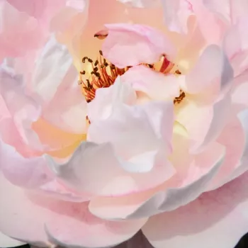 Online rosenkauf - creme-gelb - duftstarke, von weitem wahrnehmbare rose - Micol Fontana - beetrose, strauchrose - (95-125 cm)