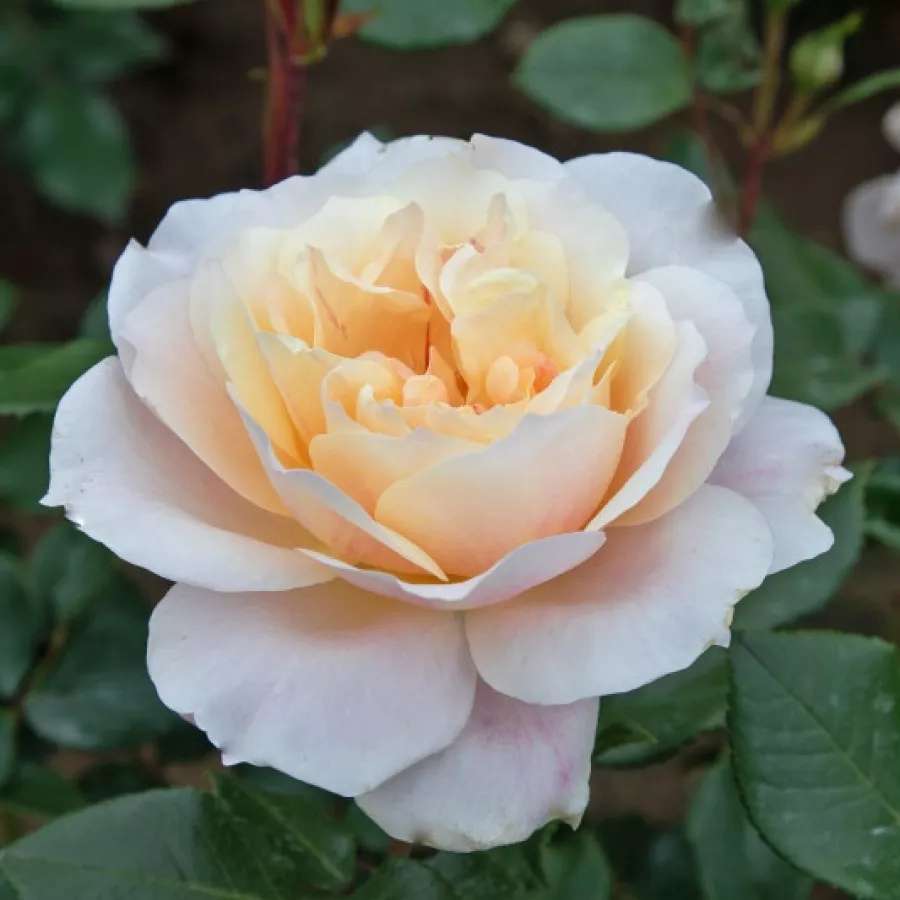 żółto - różowy - Róża - Micol Fontana - róże sklep internetowy