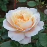 Beetrose grandiflora – floribundarose - rose mit intensivem duft - - - rosen onlineversand - Rosa Micol Fontana - gelb - rosa