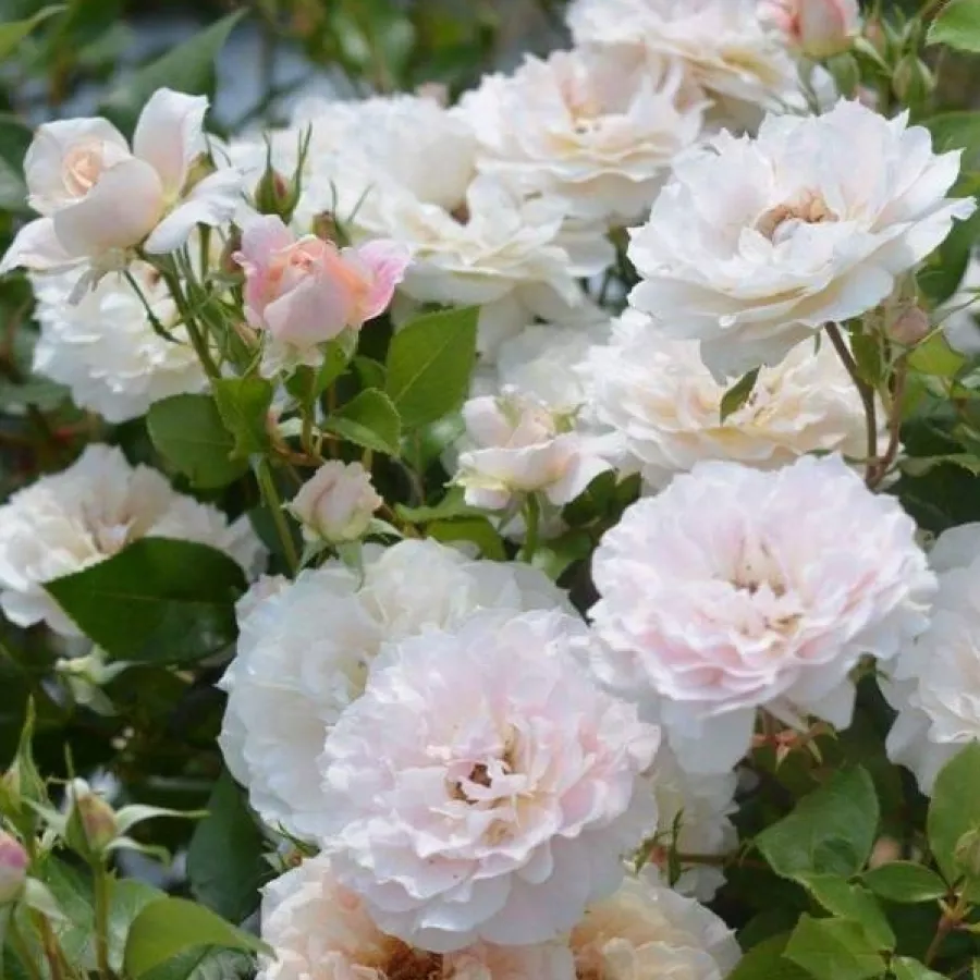 Vrtnica grandiflora - floribunda za cvetlično gredo - Roza - Micol Fontana - vrtnice - proizvodnja in spletna prodaja sadik