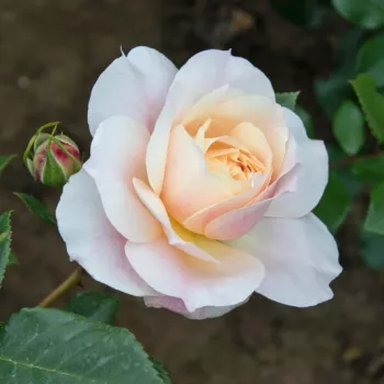 Rosa Micol Fontana - sárga - rózsaszín - virágágyi grandiflora - floribunda rózsa