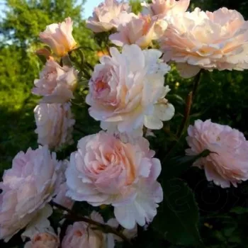 Creme - rosa farbton - beetrose grandiflora – floribundarose - rose mit intensivem duft - -
