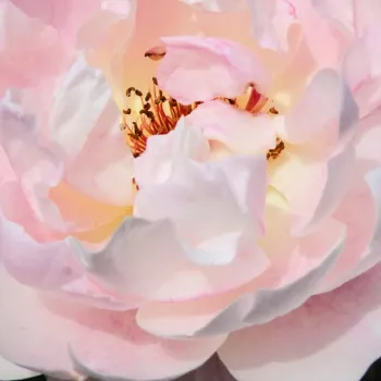 Rózsák webáruháza. - virágágyi grandiflora - floribunda rózsa - intenzív illatú rózsa - Micol Fontana - sárga - rózsaszín - (110-140 cm)