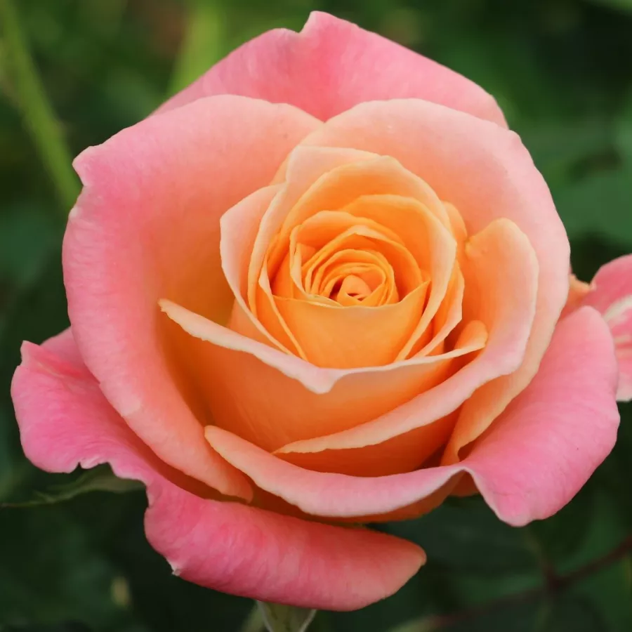 Narančasto - ružičasta - Ruža - Miss Piggy - naručivanje i isporuka ruža