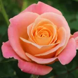 Hybrydowa róża herbaciana - róża o intensywnym zapachu - zapach słodki - sadzonki róż sklep internetowy - online - Rosa Miss Piggy - pomarańczowo - różowy