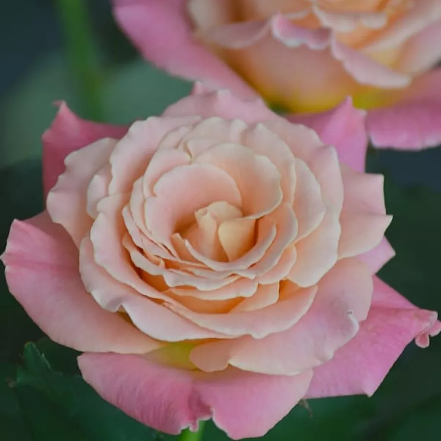 Teahibrid rózsa - Rózsa - Miss Piggy - kertészeti webáruház