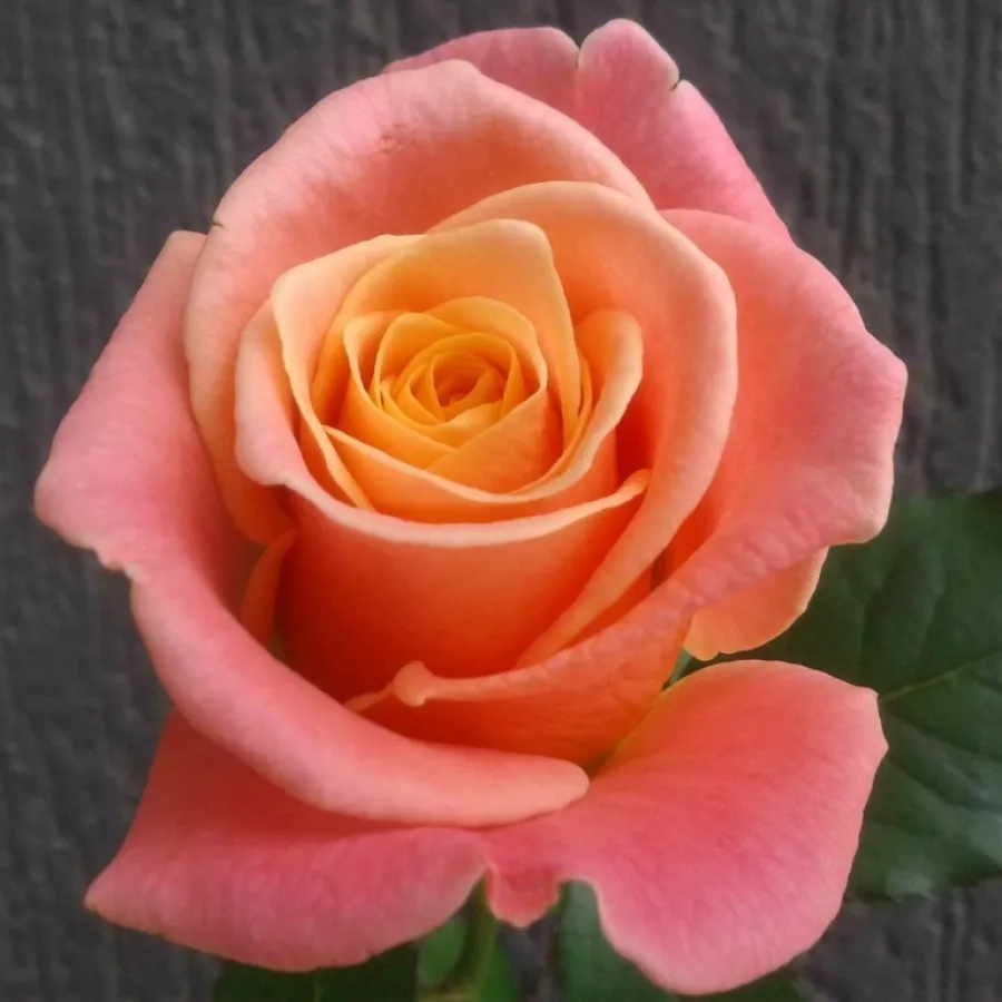 Ruža intenzivnog mirisa - Ruža - Miss Piggy - naručivanje i isporuka ruža