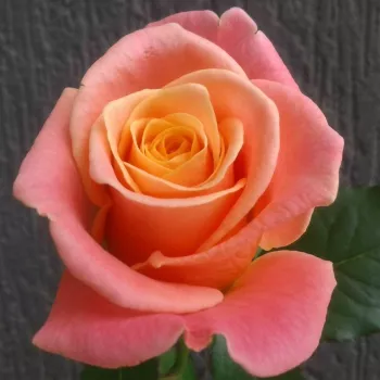Rosa Miss Piggy - narancssárga - rózsaszín - teahibrid rózsa