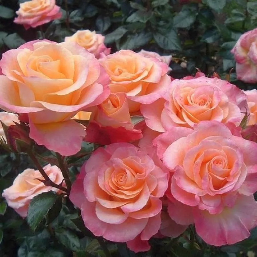 Telt virágú - Rózsa - Miss Piggy - online rózsa vásárlás