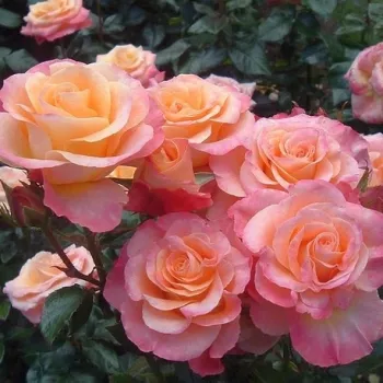Orange - rosa farbton - edelrosen - teehybriden - rose mit intensivem duft - süßes aroma