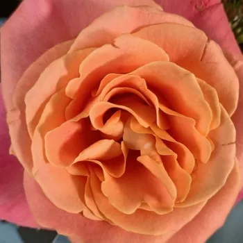 Rosen Online Gärtnerei - teahibrid rózsa - intenzív illatú rózsa - Miss Piggy - narancssárga - rózsaszín - (60-80 cm)