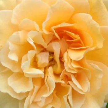 Rózsa kertészet - sárga - parkrózsa - Buff Beauty - intenzív illatú rózsa - málna aromájú - (120-300 cm)