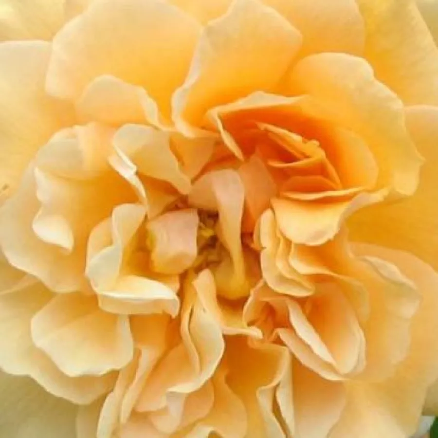 Shrub, Hybrid Musk - Rózsa - Buff Beauty - Online rózsa rendelés