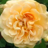 žuta boja - ruže stablašice - Rosa Buff Beauty - intenzivan miris ruže