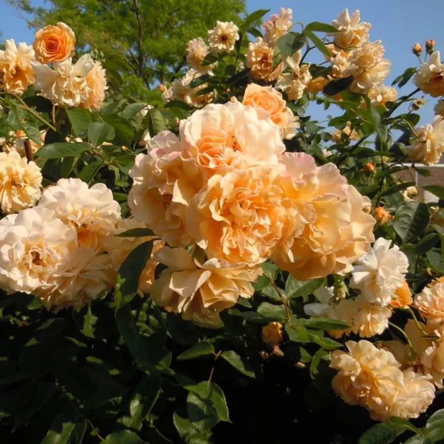 Bentall - Rosa - Buff Beauty - rosal de pie alto
