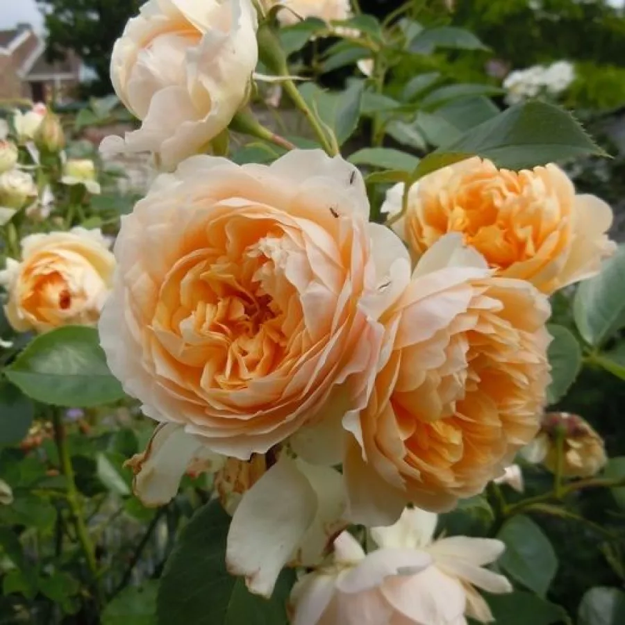 árbol de rosas de flores en grupo - rosal de pie alto - Rosa - Buff Beauty - rosal de pie alto