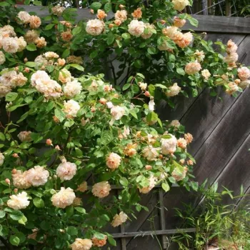 Giallo arancione - Rose per aiuole (Polyanthe – Floribunde) - Rosa ad alberello0