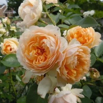 Rosa Buff Beauty - žlutá - stromkové růže - Stromkové růže, květy kvetou ve skupinkách