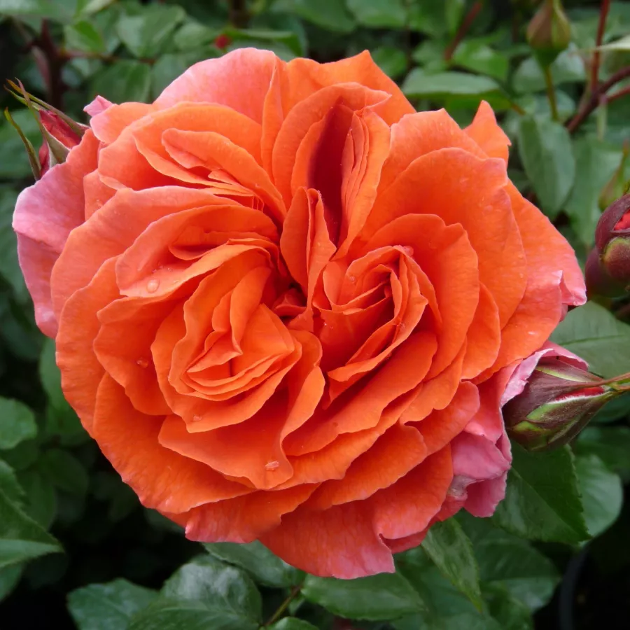 Umjereno mirisna ruža - Ruža - Thyone - sadnice ruža - proizvodnja i prodaja sadnica