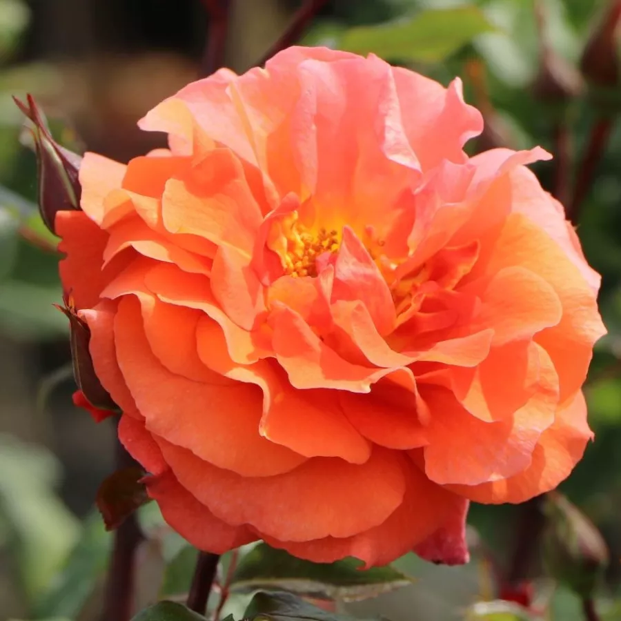 Climber, róża pnąca - Róża - Thyone - sadzonki róż sklep internetowy - online