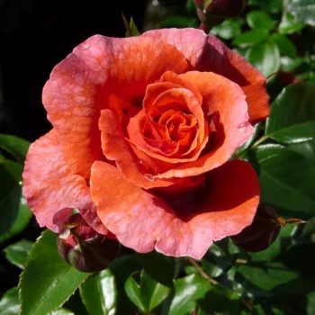 Rosa Thyone - narancssárga - climber, futó rózsa
