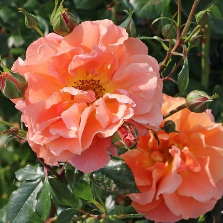 Telt virágú - Rózsa - Thyone - online rózsa vásárlás