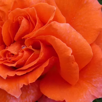 Rózsa rendelés online - narancssárga - climber, futó rózsa - közepesen illatos rózsa - Thyone - (200-300 cm)