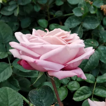 NIMBUS – pink‑purple shaded bedding floribunda rose - Le Grice