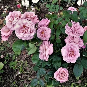 A gentle, dusky grey-lilac shade with a subtle rosy tone. - bedding floribunda rose - medium-strength, clearly perceptible-scented rose - softly sweet character