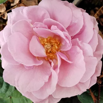 The rose webshop. - pink purple-shade - medium-strength, clearly perceptible-scented rose - Nimbus - bedding floribunda rose - (2.6-3.3ft (80-100 cm))