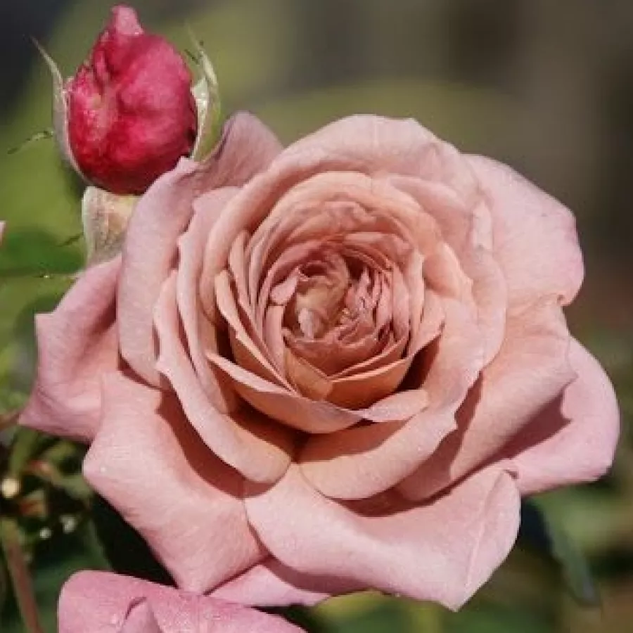 Ruža diskretnog mirisa - Ruža - Nimbus - sadnice ruža - proizvodnja i prodaja sadnica